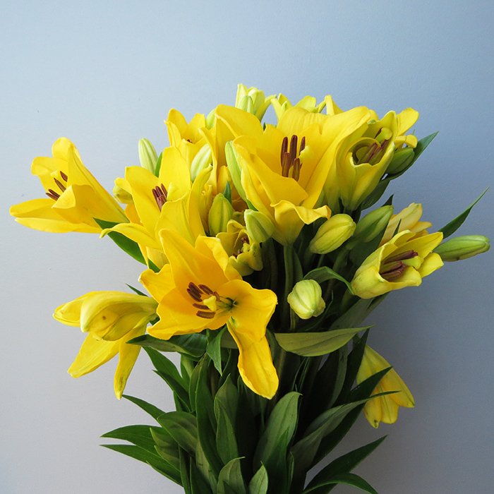 Wholesale Lilies | DIY Flower Mart | Orlando, FL